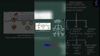 Endocytosis vs Exocytosis Understanding Cell Transport [upl. by Ttenaej]