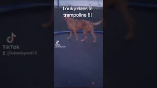 Louky dans le trampoline  chien dog trampoline [upl. by Rhu608]