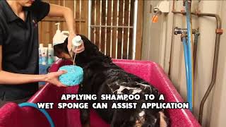 Indoor Bathing of your Pet  Dermcare Vet [upl. by Lazare]