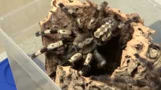 Poecilotheria miranda Verpaarung mating [upl. by Ahseenal]