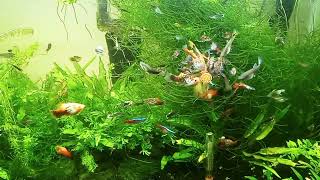 Watching Mutt Guppies Platies And Community Fish Eat Sera ONip Tablets In Planted 40 Gallon Tank [upl. by Asereht308]