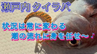 【瀬戸内 タイラバ】2024年8月17日 連日好調だったパターンにハマらず四苦八苦 直感を頼りに勝負 [upl. by Goat]