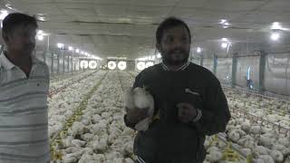 Broiler Poultry Farming Fully Automatic Broiler Poultry Farm Information Broiler Poultry Farm [upl. by Eeldarb384]