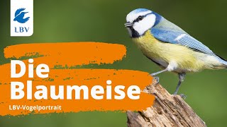 Die Blaumeise Cyanistes saeruleus Steckbrief  Gesang Vogelarten kennen lernen mit den Experten [upl. by Clein]