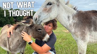 You Wont Believe How The Donkeys Reacted to Adding The Babies Back [upl. by Lejeune]