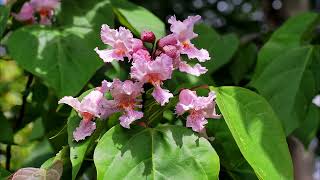 Catalpa species at Caerhays [upl. by Dikmen]