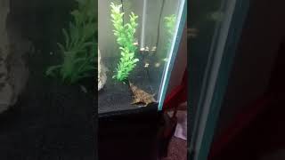 Feeding Goonch Catfish Bagarius yarrelli [upl. by Notsirhc]