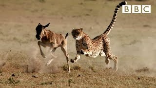 Cheetah chases wildebeest  The Hunt  BBC One [upl. by Hollyanne]