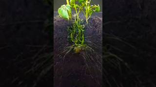 Growing a potato plant 🥔fast motion video growth potato views grow growbig grown growhappy [upl. by Attenra]