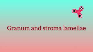 Granum and stroma lamellae [upl. by Atiuqel438]