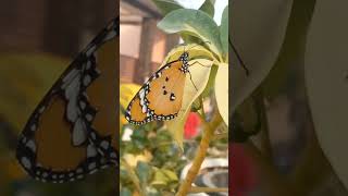 Beautiful butterflybutterfly titli titliyan beautiful beauty nature naturelovers butterflies [upl. by Nednil]