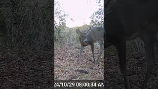 1st Backyard Buck of The Fall bucks whitetails [upl. by Gilus]