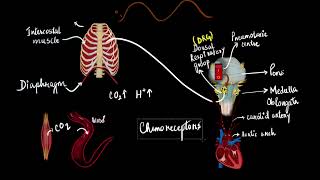 The regulation of respiration  Breathing and exchange of gases  Biology  Khan Academy [upl. by Leur]