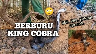 SEREM MENANGKAP ULAR KING COBRA DI HUTAN  KING COBRA SNAKE [upl. by Llorre346]