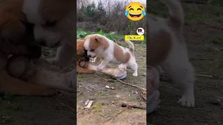 haram ke pille😂😂 funny shorts puppy memes [upl. by Ellennahc]