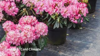 How to Grow Rhododendrons  Mitre 10 Easy As Garden [upl. by Winser]