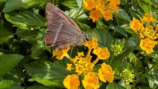 Common Banded Awl Butterfly Feeding on Lantana Nectar  Hasora chromus [upl. by Nnylakcaj]