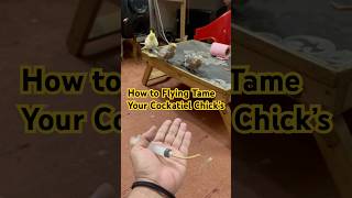 How To Flying Tame Your Cockatiel Chick’s trending🦜 viralvideo cocktail shortsfeed [upl. by Munsey]