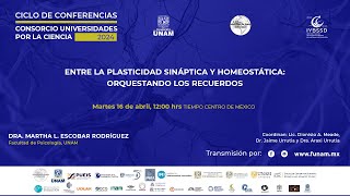 ENTRE LA PLASTICIDAD SINÁPTICA Y HOMEOSTÁTICA ORQUESTANDO LOS RECUERDOS [upl. by Aliekat]