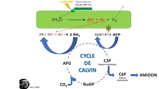 La photosynthèse dans le chloroplaste [upl. by Nolur]