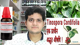 गिलोय। Tinospora Cordifolia  Homeopathic medicine tinospora  Sign and symptoms [upl. by Ttnerb]