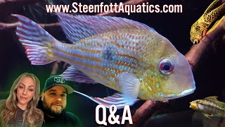 Ask Us Anything About Freshwater Aquariums Steenfottaquaticscom QampA [upl. by Lokcin410]