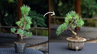 Creating a Pine Bonsai [upl. by Eatnahc]