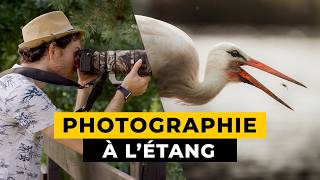 Photographie animalière au bord dun Étang [upl. by Ettelliw]