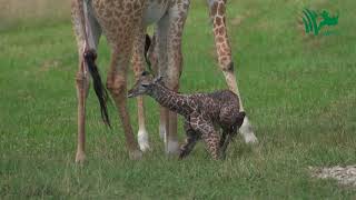 Baby Giraffe Tries to Stand and Takes His First Steps [upl. by Nort]