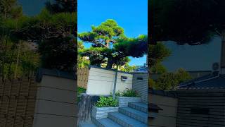 Pine Tree Bonsai ng kapitbahayang ganda amazing pinetree Japan bonsai [upl. by Sirronal572]