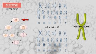 Mitose og meiose  Biologi 8 årgang [upl. by Hsepid]