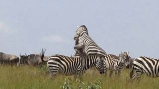 Zebras Fighting on the Mara [upl. by Demaggio974]