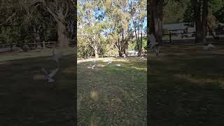 Birds flying slow motion victoria nature shortfeed birds wildbirds [upl. by Soilisav]