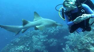 Nurse Shark eating Lionfish [upl. by Tergram760]