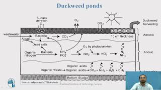 Duckweed ponds [upl. by Nirad]