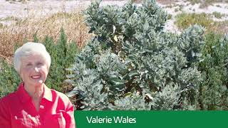 Tennyson Dunes audio tour  Part 34  Coast saltbush Atriplex cinerea spoken by Valerie Wales [upl. by Schecter]