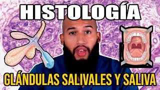 Histología  Glándulas SALIVALES y SALIVA Funciones Composición Conductos Excretores [upl. by Erika332]