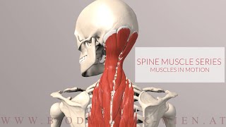 Spine Series Neck Muscles in Motion 3D Animation [upl. by Saimon430]