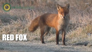 Red Fox  Vulpes vulpes  Wallasea Island frosty morning [upl. by Calbert101]