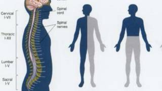 Difference Between Flaccid and Spastic Paralysis [upl. by Tiebold]