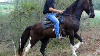 Generating Creston 16H Bombproof Tennessee Walking Trail Horsewmv [upl. by Close]