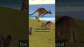 A kangaroo hopping across the Australian outback shorts kangaroo facts [upl. by Anairad]