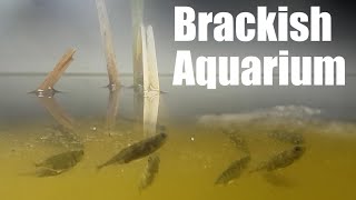 Native Brackish Aquarium with Sticklebacks [upl. by Mathia]