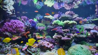 Sanjay Joshis 500 gallon Reef Aquarium [upl. by Farron529]