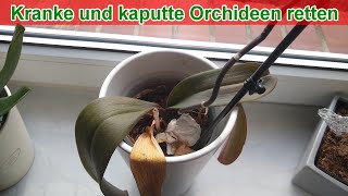 Kranke und kaputte Orchideen retten – Anleitung  Blätter sind welk  schlaff schrumpelig gelb braun [upl. by Ahsitam822]