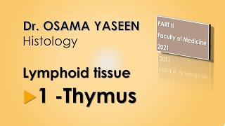 Lymphoid Tissue 1 Thymus [upl. by Bucky248]