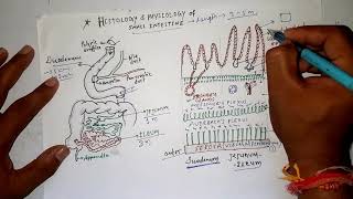 Histology of small intestineduodenumjejunumileumdigestive systemdeepak sir [upl. by Cirdec]