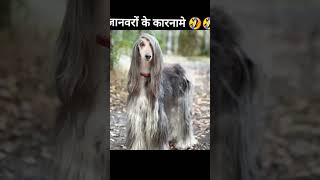 Animal ka kauch gajadkarama comedy comedyvideo comedyfilms [upl. by Eseuqram]