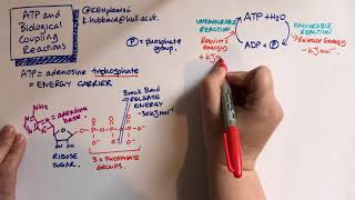 ATP and Biological coupling reactions [upl. by Hera]