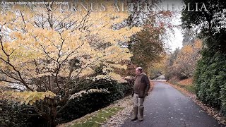 Amazing autumn colours in November at Caerhays [upl. by Annayat]